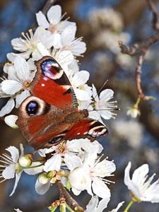 Tagpfauenauge: Ein Schmetterling ist ein Gleichnis für Tod und Auferstehung. (Foto: epd-Bild/Steffen Schellhorn)