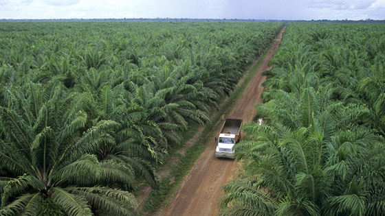 Plantage mit Dend-Palmen in Brasilien